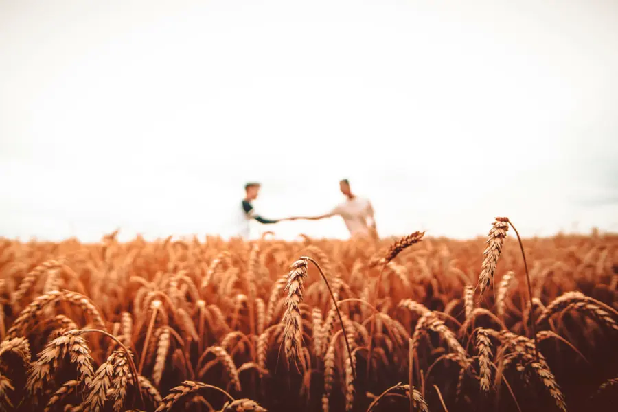 Two people shaking hands across a wheat field