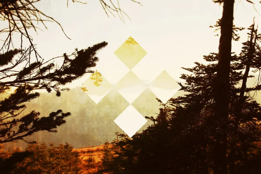 Sunlit evergreen trees with a pattern of light diamonds