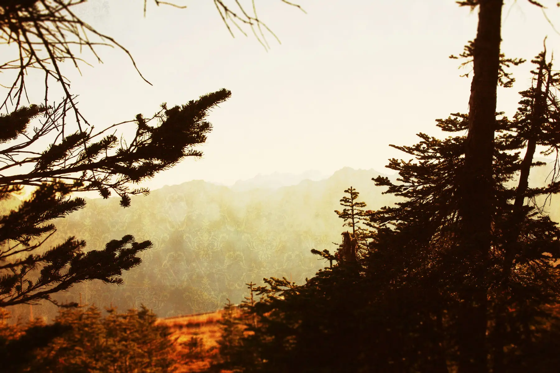 Scenery from the Olympic Peninsula