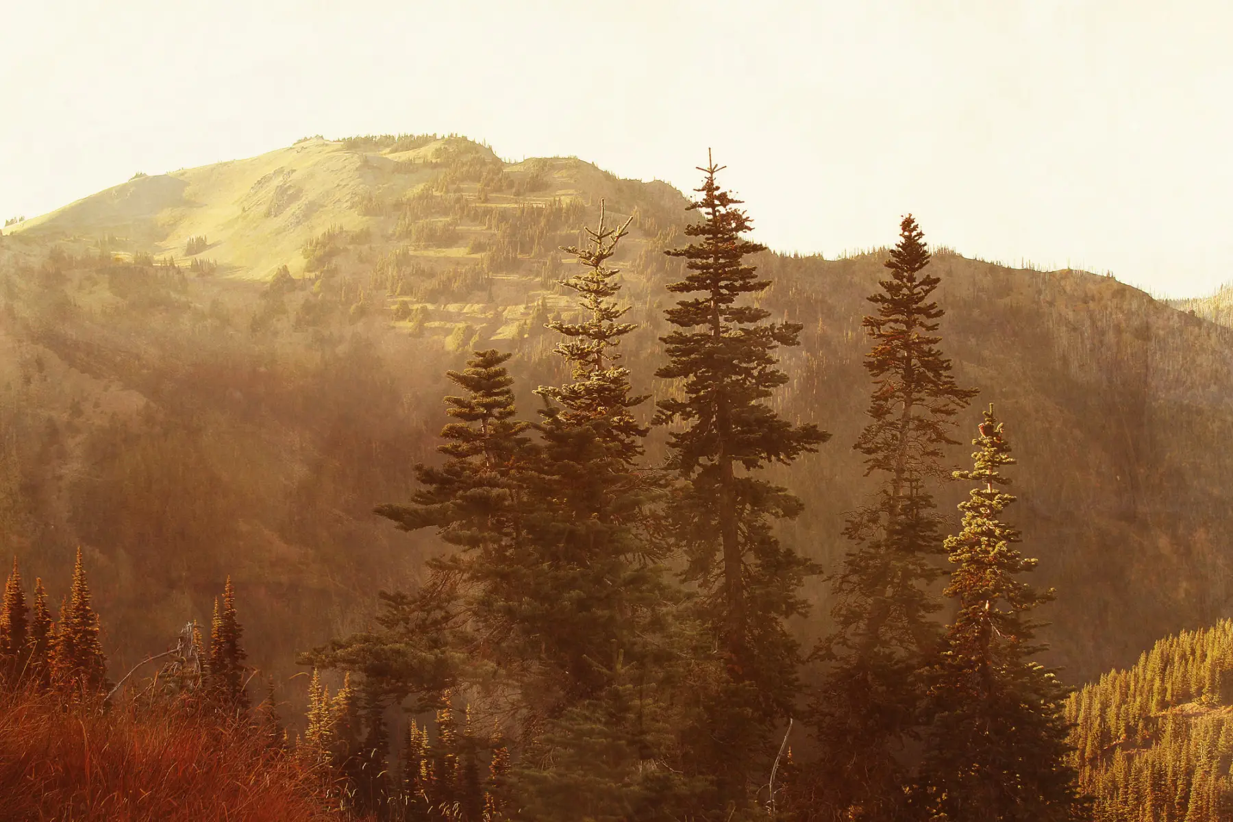 Evergreen trees glowing in warm light below a mountain