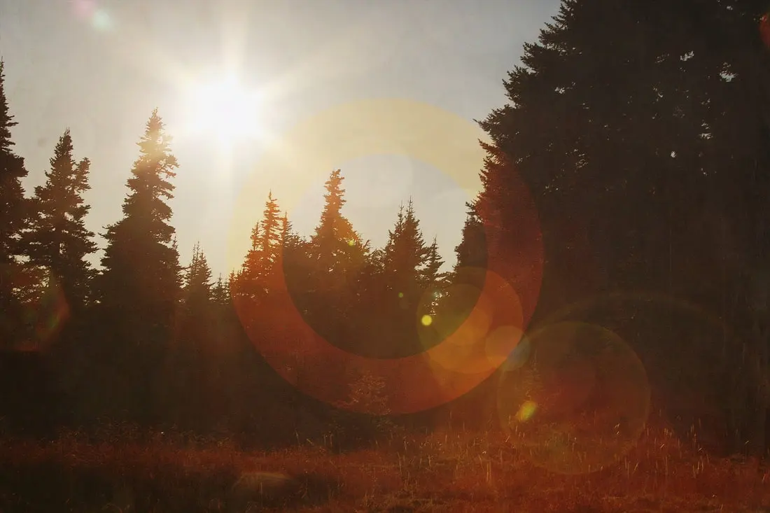 Sunlight through evergreen trees