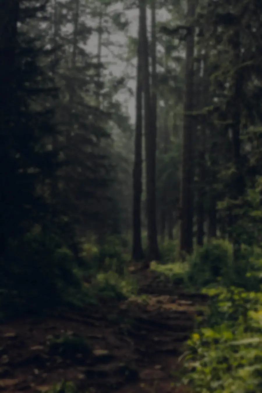 A misty evergreen forest trail on the Olympic Peninsula
